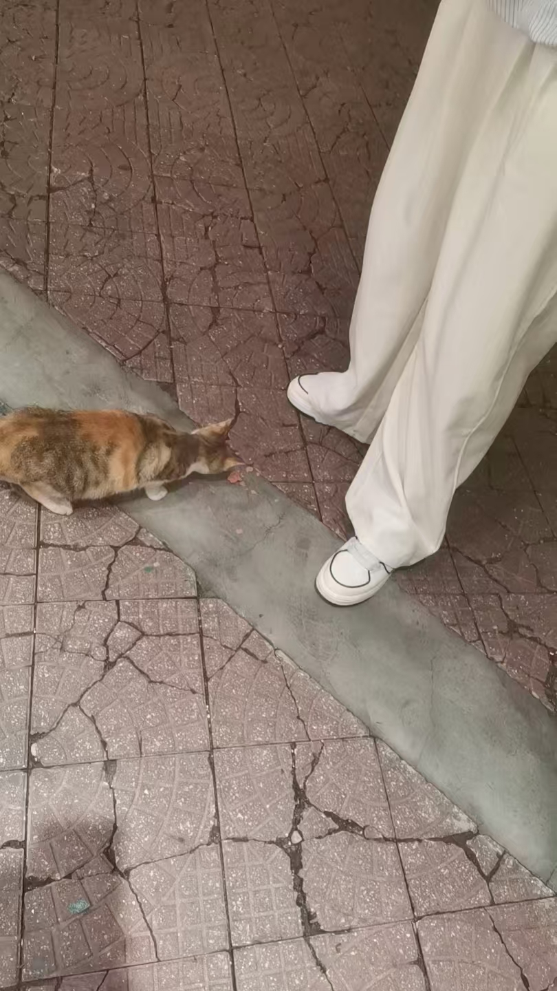 喂猫